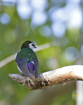 Violet Green Swallow 3179crp